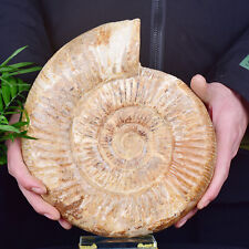 5.79LB Natural Ammonite Fossil Conch Quartz Crystal Specimen picture