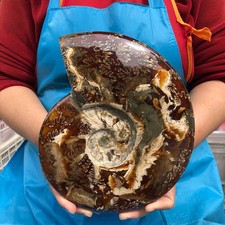 5.12LB Top Natural Horn Screw Fossil Ammonite Conch Crystal Specimen Healing picture