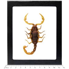 Hadrurus arizonensis XL giant desert hairy dune scorpion Arizona USA picture