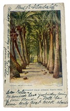 Cocoanut Palm Avenue ~ Porto (Puerto) Rico PR ~ Antique 1900s Postcard picture