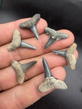 6 Lemon Shark Teeth Fossils A GRADE picture