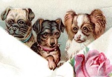 1895 PUG DOG TERRIER PUPPIES IN ENVELOPE WOOLSON SPICE CO TRADE CARD *CREASED* picture