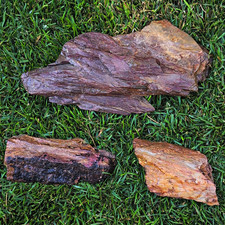 Beautiful Petrified Wood picture