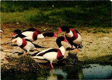VTG Postcard Common Shelduck Waterfowl Birds Antique Wildlife Nature Art. picture