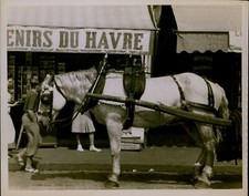 GA38 Original Photo WHITE HORSE CART Animal French Street Le Havre Commune Scene picture