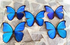 LOT OF 5 MORPHO DIDIUS A- TINGOMARIENSIS UNMOUNTED WINGS CLOSED picture
