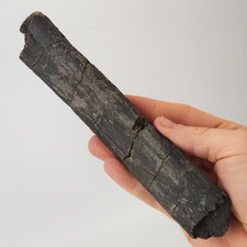 Maiasaura Rib Fossil w/ Resto - Teaching Tool - Two Medicine Fm. - Teton Co., MT picture