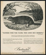 1955 duck billed platypus great art Burlington Industries vintage print ad picture