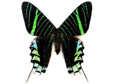 Green Page Moth / butterfly - Unspread, wing closed, dried papered picture