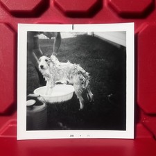 Man Washing Dog Outside 3 1/2 x 3 1/2 Photograph Pre Owned Vintage 1971 picture