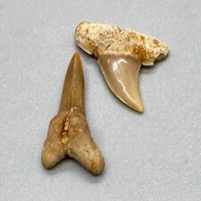 Nice Pair of Rare Fossil Misrichthys stromeri Teeth - Eocene, Western Sahara picture