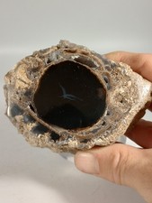 Petrified Wood Blue Forest Eden Valley Wyoming picture