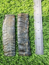 BEAUTIFUL RAMS HORN KNIFE HANDLE MATERIAL BLANK SCALES picture