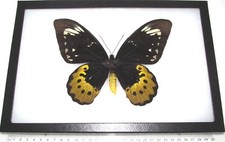 Ornithoptera goliath supremus FEMALE huge black gold butterfly PNG FRAMED picture
