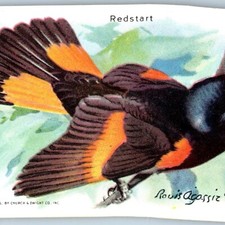 1938 Church & Dwight Useful Birds of America 9th Series No 1 Redstart Trade Card picture