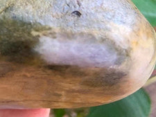 Certified Burmese Jadeite Rough 2.54lb Lavender Green Natural Untreated picture