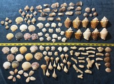 150 Mixed Lot Sanibel Island  Sea Shells.  Great For Crafting Or Collectors picture