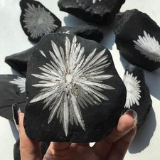 Natural Chrysanthemum Stone Mineral Specimen Raw Stone Collection Healing 1pcs picture