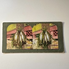 A Fine String of Black Bass Antique Stereoview Card 5H6-5 picture