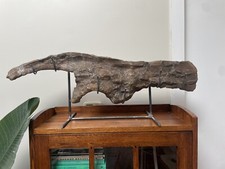 MUSEUM QUALITY Dinosaur Bone Hadrosaur Ilium Fossil- Complete Specimen picture