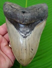 MEGALODON SHARK TOOTH  - XL 5.85 in. HIGH QUALITY - w/ DISPLAY STAND - MEGLADONE picture