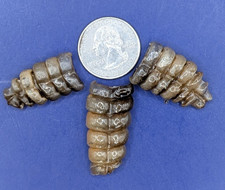 Group of 4 Nice Small Western Diamondback Rattlesnake Rattle #911 picture