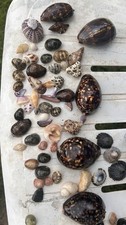 Mystery Kupe’e Unique Hawaiian Shell (Nerite) mixed pack Fresh Oahu 9x Washed picture