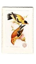 1898 (J2) #50 American Goldfinch, Church & Co. New Series of Beautiful Birds picture