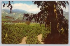 Vintage 1941 Santa Ana California Orange Grove Mountains Postcard picture
