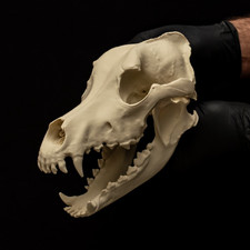 Alaskan Malamute Dog Skull Replica Life Size Real Scan Breed Specific Model vet picture