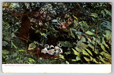 c1900s UDB Partridge Eggs Hatched Out Antique Postcard picture