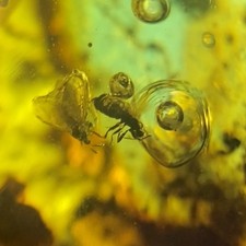 MOVING ENHYDRO Bubble in Burmese Amber with 2 Flying Insects Burmite Inclusion picture