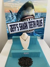 SHARK TOOTH NECKLACE 7/8 Inch Lemon Shark Tooth & Bonus From Venice Fl picture