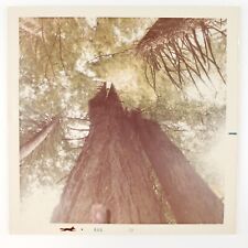 Looking Up At Treetops Photo 1970s Vintage Color Forest Trees Snapshot Art D904 picture