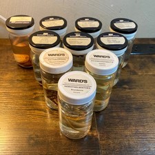Vintage Wet Specimen Jars Lot of 10 Wards Sargent-Welch Science Oddities Jar picture