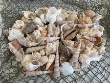 Large Beautiful Seashells Sea Shells Best Value & Price  US Seller picture