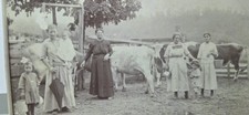 1907-1915 Real Photo RPPC Postcard Family Farm Scene w/ Cows, Divided Back picture