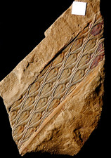 Museum quality very rare fossil plant juvenile young Lepidodendron plant stem  picture