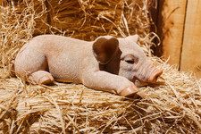 Hi- Line Gift 87686-A Pig Sleeping Statue picture