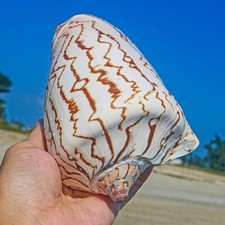 Large Noble Volute Seashell Conch Shell Rare Real Beach Home Deco 4.5-5.5