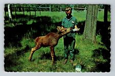Fort William-Ontario, Chippewa Park, Calf Moose, Vintage Postcard picture