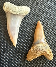 FIREZONE Pair Fossil Isurus hastalis Teeth – 1.2” & 1.4” Bakersfield, CA picture