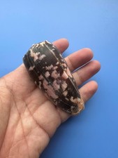 83mm | Conus striatus | BLACK PINK color picture