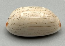Cypraea isabella GEM Cowrie 27.7mm Linnaeus 1758 Mindanao Philippines 2009 Data picture