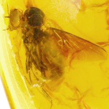 Baltic Amber Fly Inclusion and 4x Magnifying Case includes COA picture