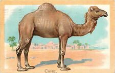 Tuck Postcard The Camel Wild Animals Educational Series 401  Dromedary picture
