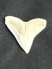 1 . 1/8 inch modern upper Bull shark tooth ( NON ENDANGERED )  picture