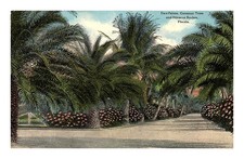 Postcard: Date Palms, Cocoanut Trees and Hibiscus Bushes, Florida. picture
