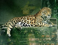 JAGUAR Stunning 8.5 x11 PHOTO picture