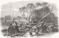 LONDON. Elm-Tree Blown down, Hyde Park, 7th 1856 1856 old antique print picture